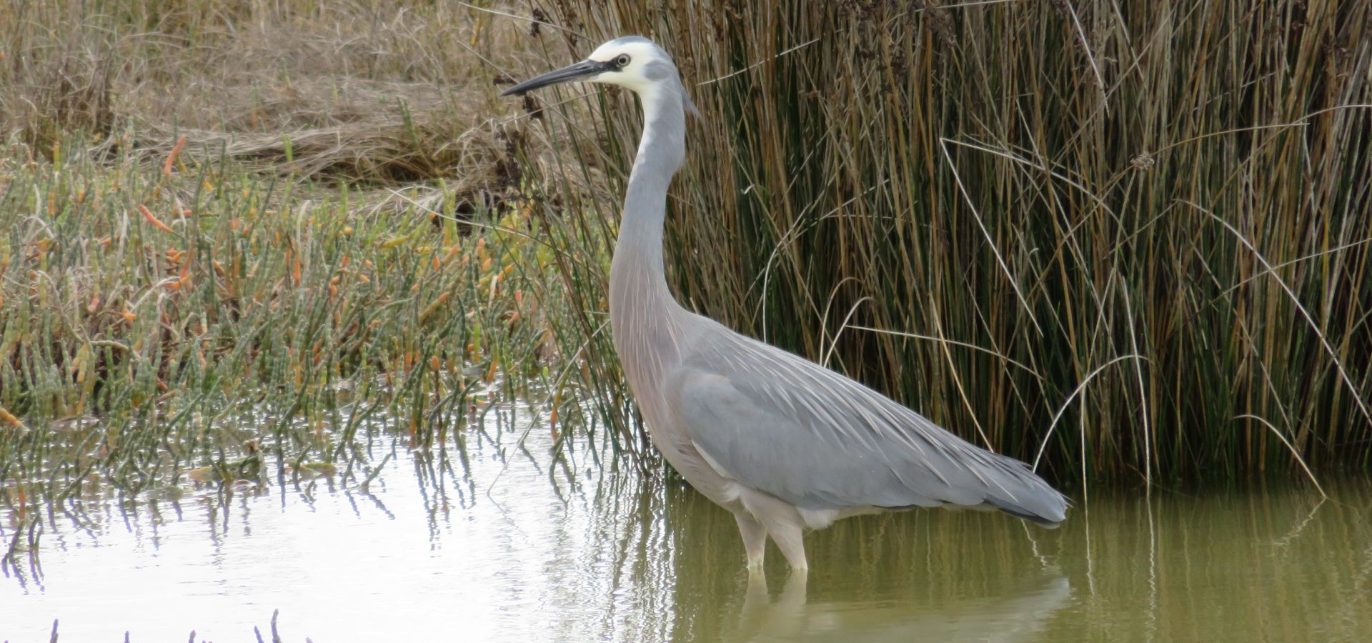 Heron at Miranda